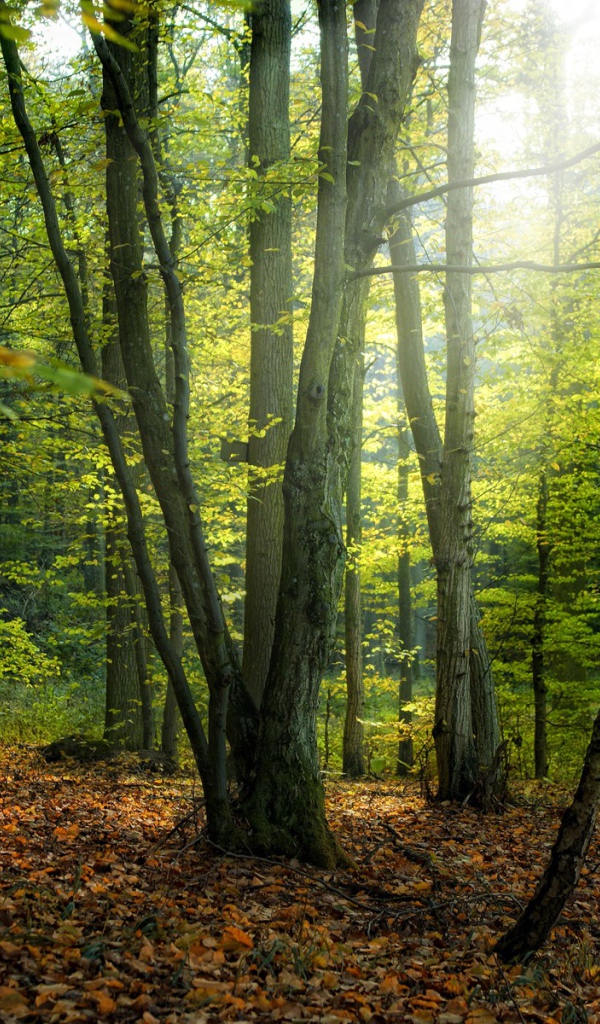 Солнце пробивается сквозь деревья в лесу 