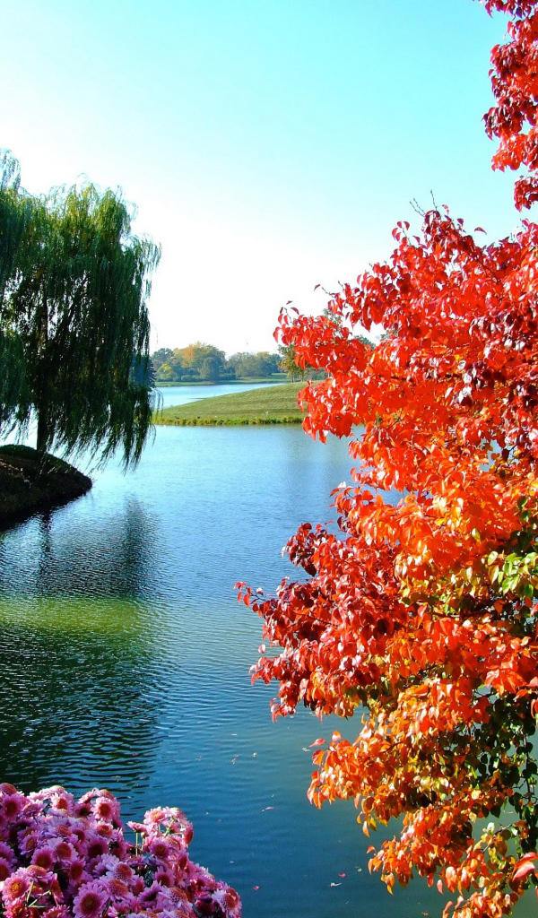 Деревья и цветы у озера в парке 