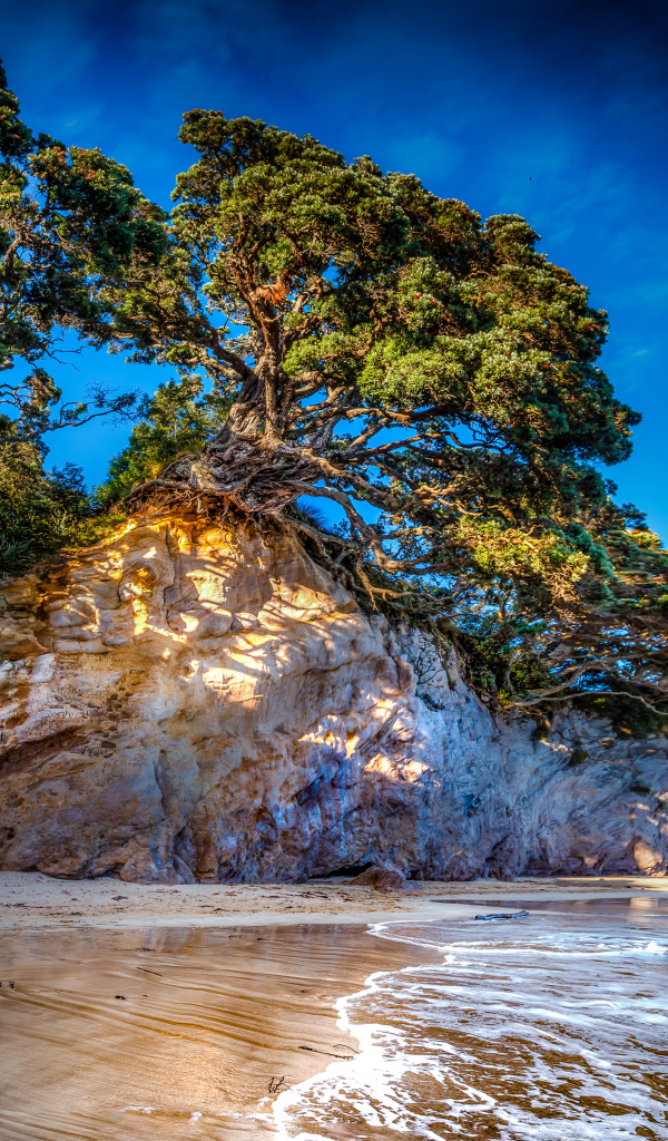 Деревья на склоне скалы у океана 