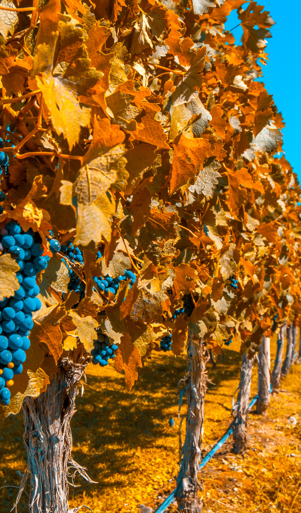 Виноградники со спелым синим виноградом под голубым небом осенью