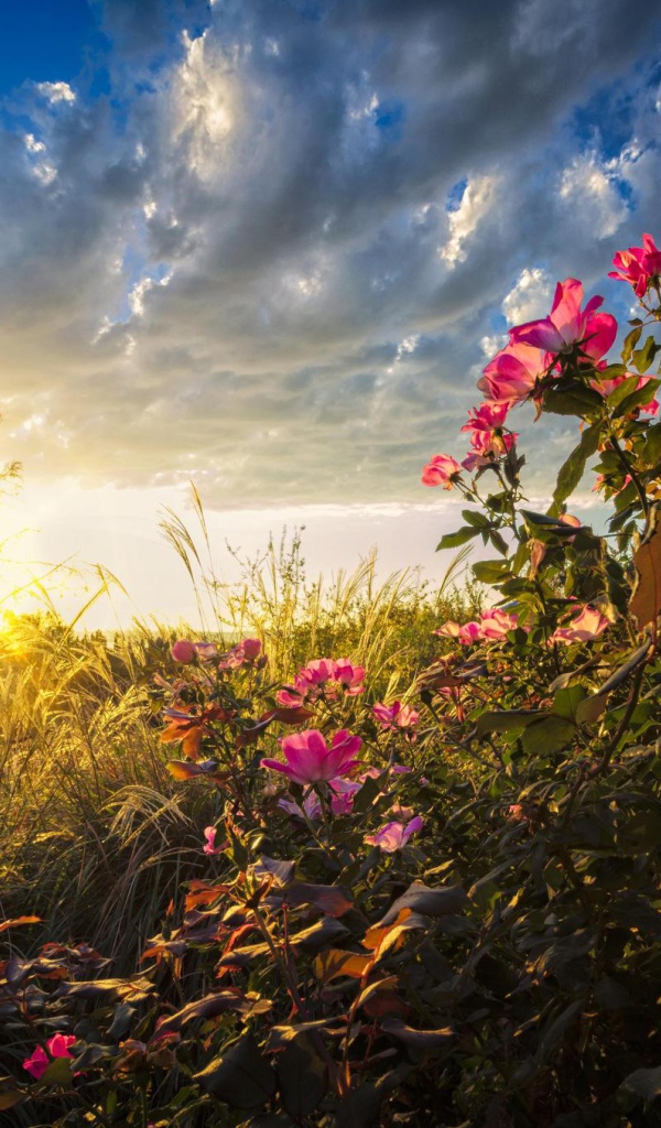 Теплые солнечные лучи падают на цветы на рассвете
