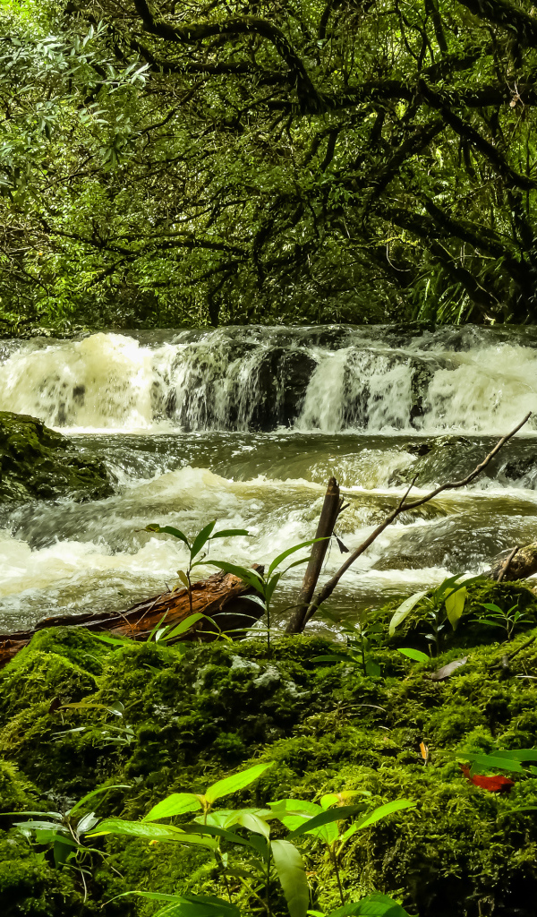 Водопад в лесу между деревьев, Франция 