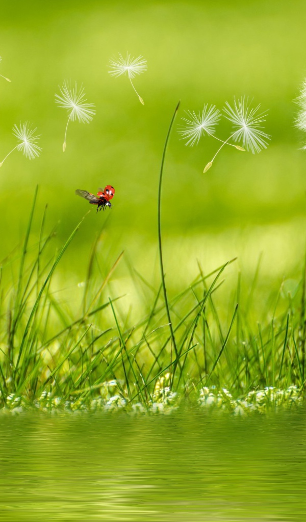 Белый одуванчик с зеленой травой у воды