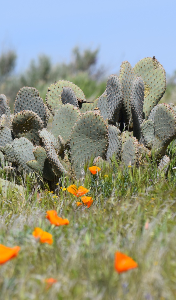 Дикий пустынный кактус и желтые маки  в Калифорнии 