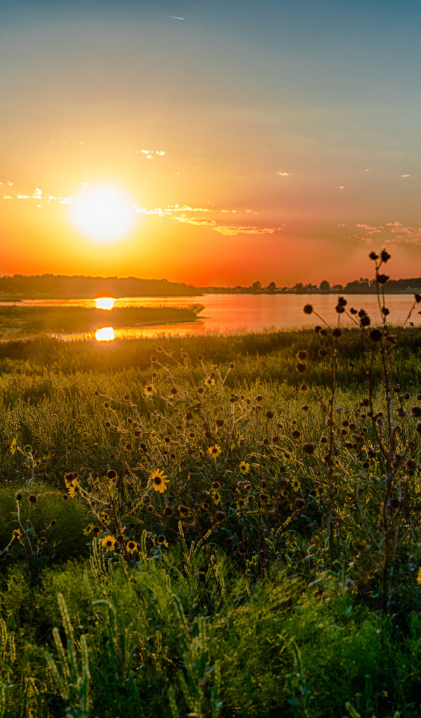 Полевые цветы на закате солнца над озером