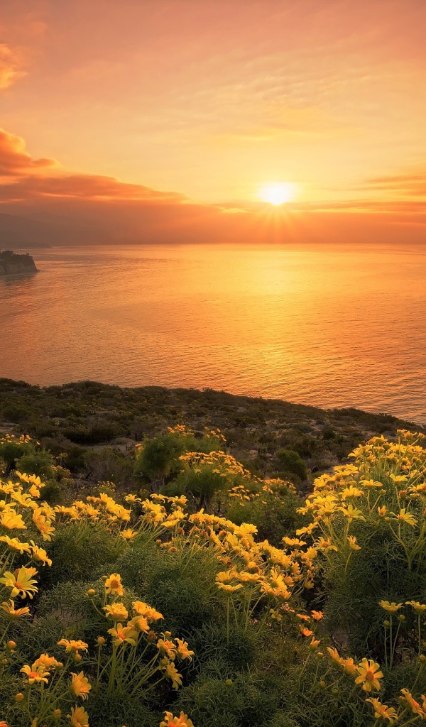 Желтые цветы на берегу океана на закате солнца
