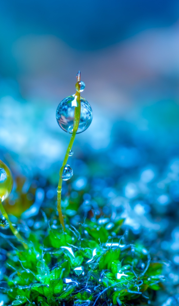 Молодой зеленый росток травы в каплях росы