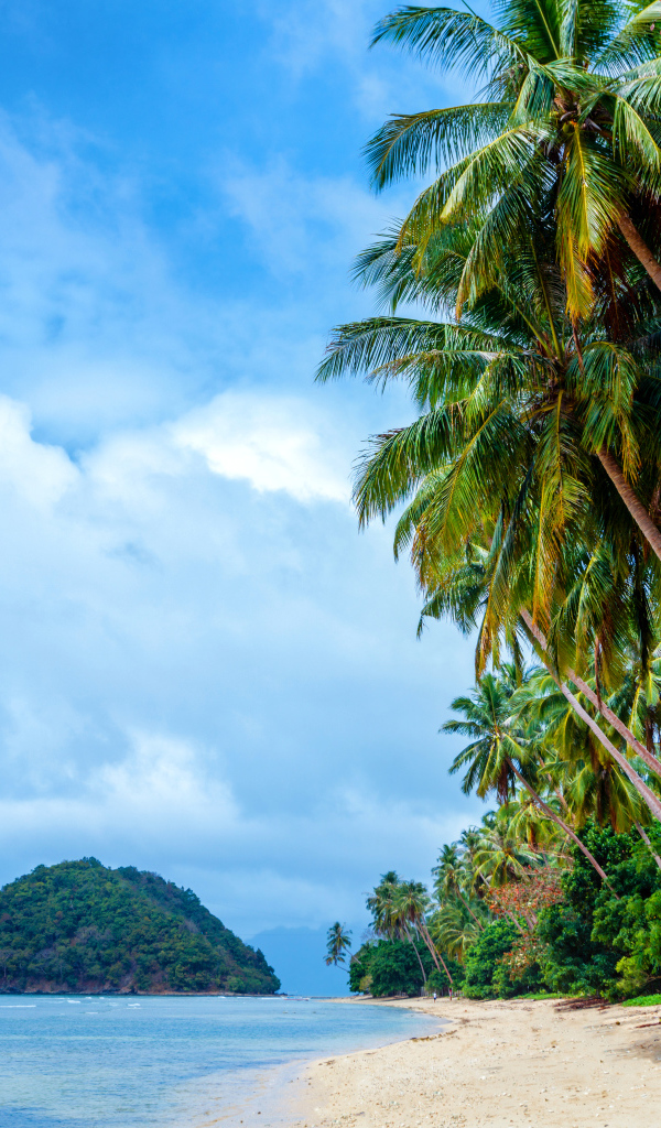 Пальмы на тропическом пляже на побережье Филиппин