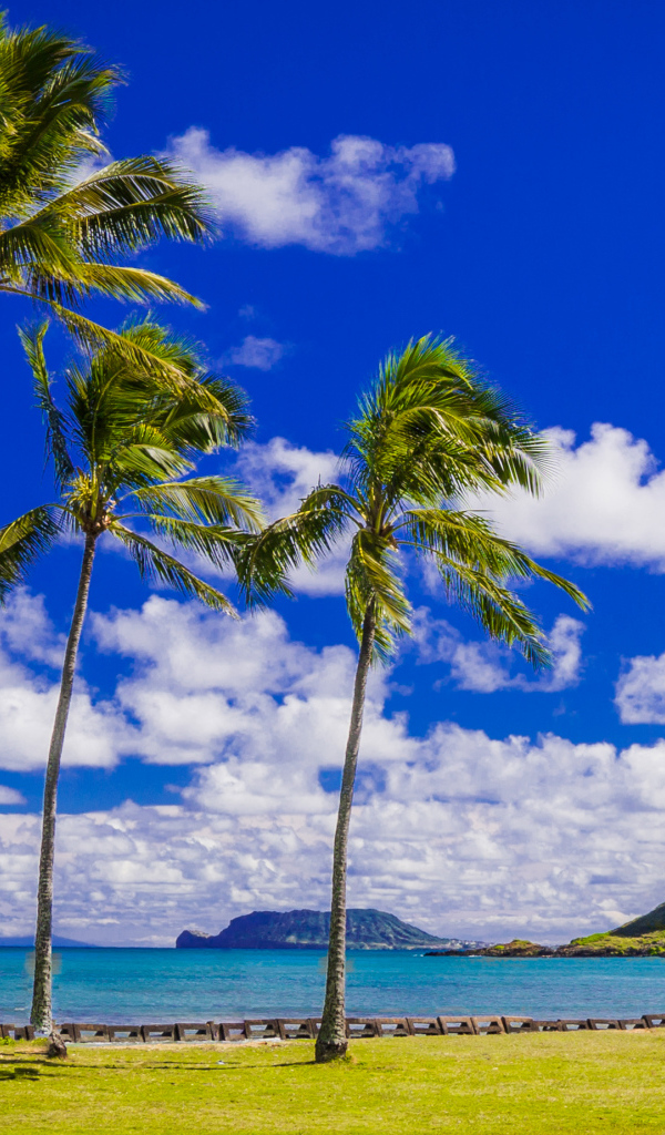 Пальмы на побережье под красивым голубым небом с белыми облаками, Гавайи. США