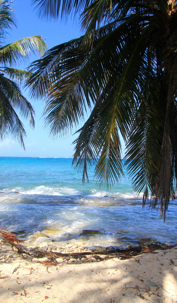 Пальмы на тропическом берегу у бушующего океана