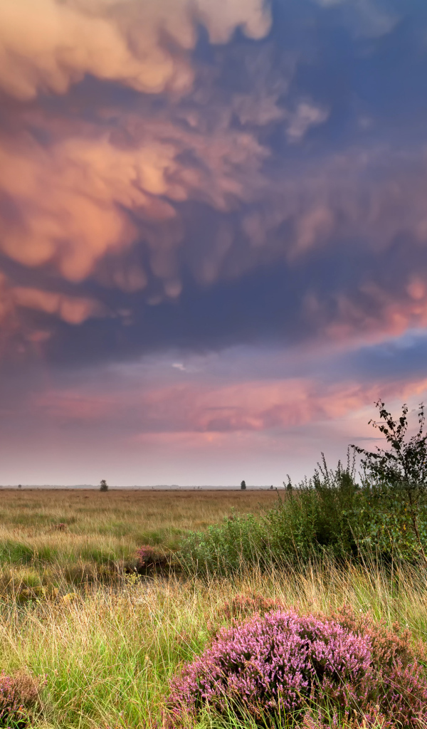 Красивые низкие облака в небе над полем