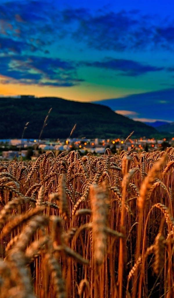 Поле спелой пшеницы на фоне красивого неба на закате