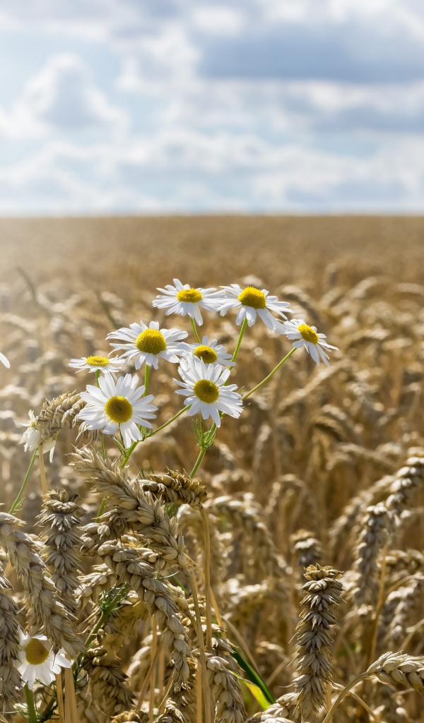 Ромашки растут на поле желтой пшеницы