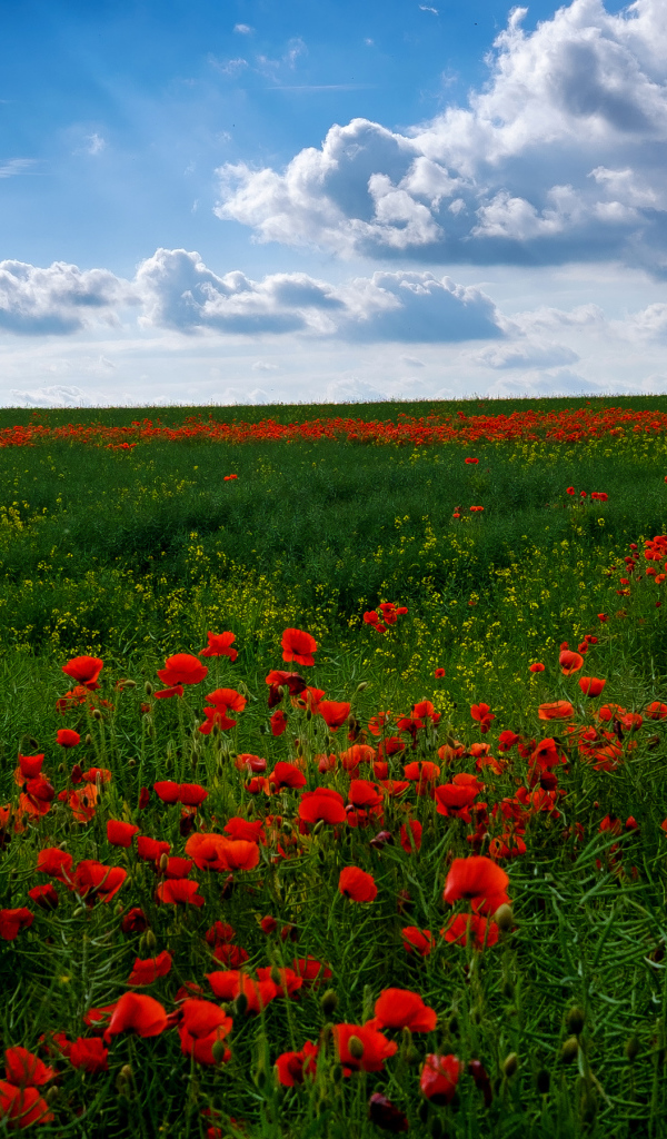 Поле красивых красных маков под голубым небом летом