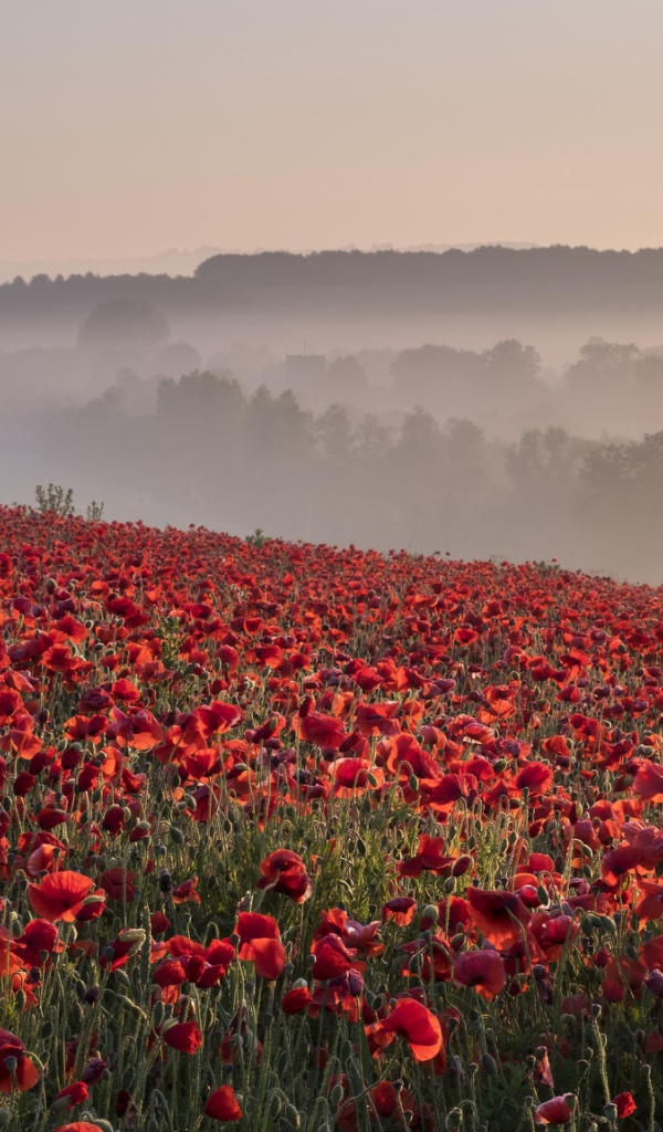 Поле красных маков в утреннем тумане