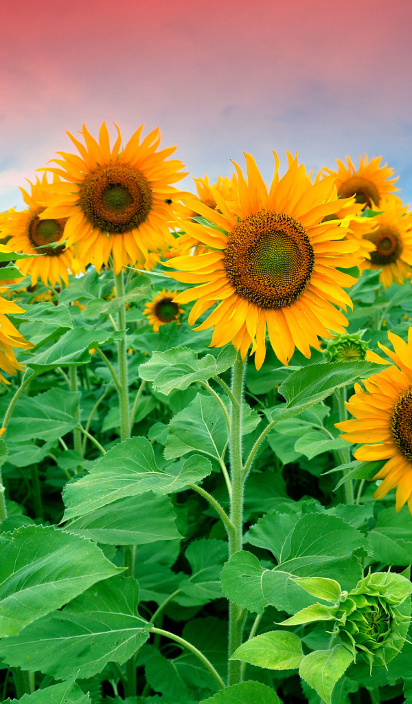 Цветущие подсолнухи в поле под красивым небом 