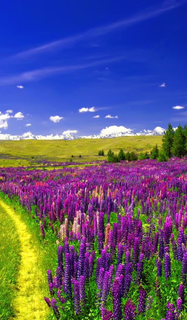 Поле люпинов под голубым небом 