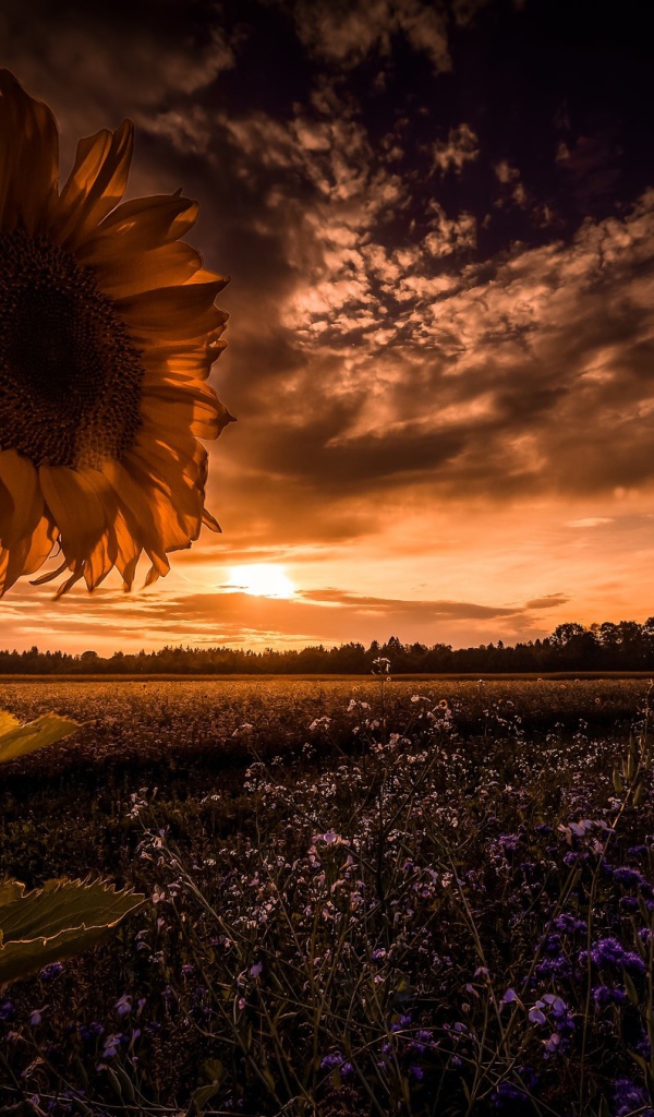 Подсолнух в поле с голубыми цветами на фоне неба 