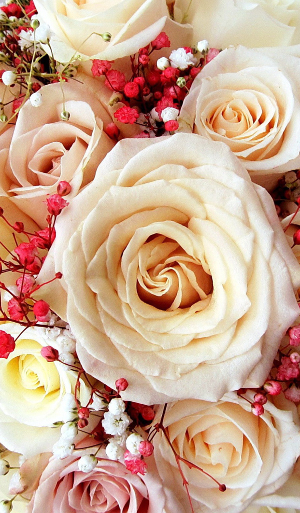 Красивый букет нежных роз кремового цвета 