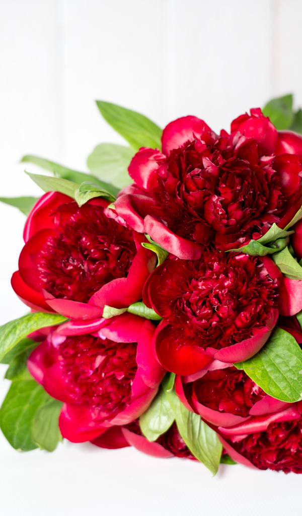 Красивый большой букет бордовых пионов