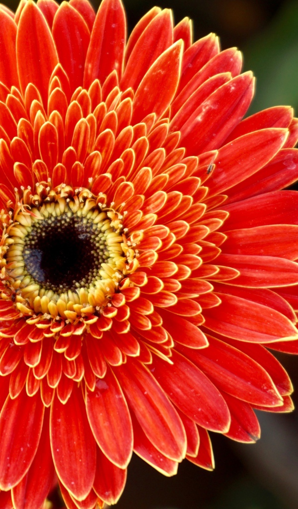 Одна прекрасная оранжевая гербера 