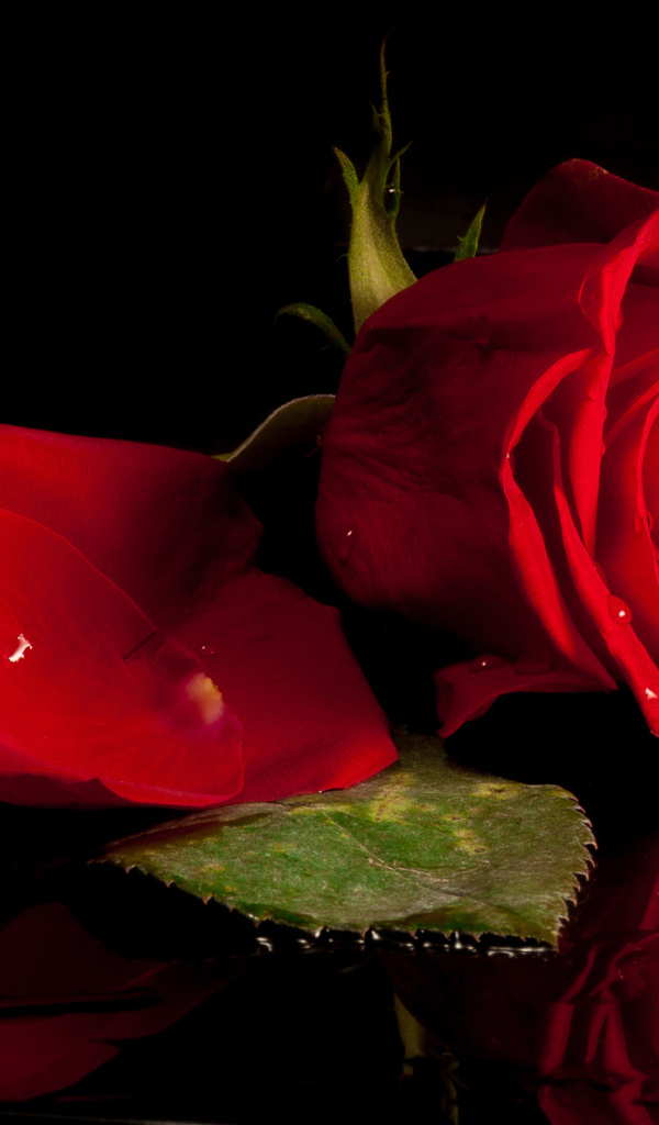 Красивая красная роза отражается в воде 