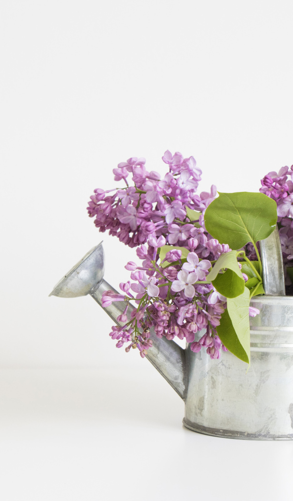 Букет сирени в лейке на сером фоне