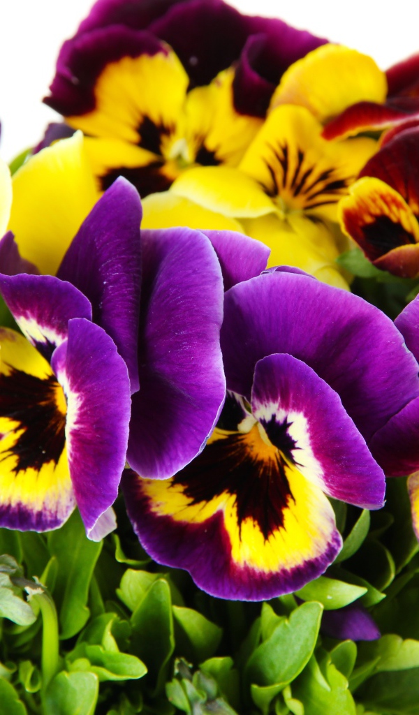 Букет цветов анютины глазки вблизи