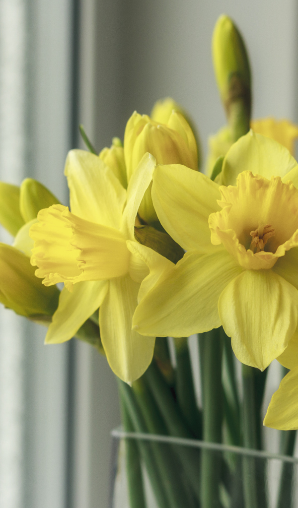 Букет желтых нарциссов в вазе у окна