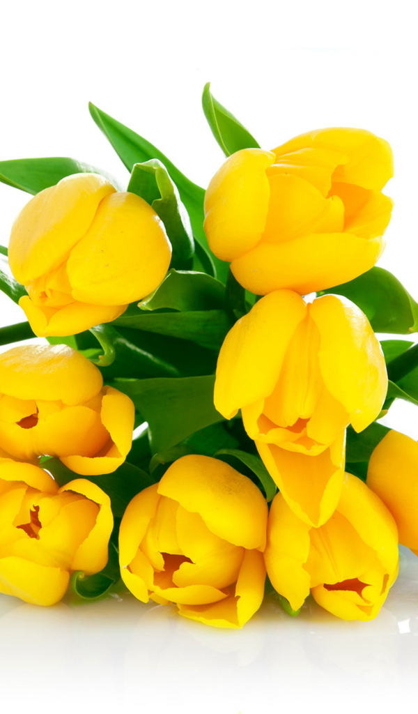 Букет желтых тюльпанов на белом фоне