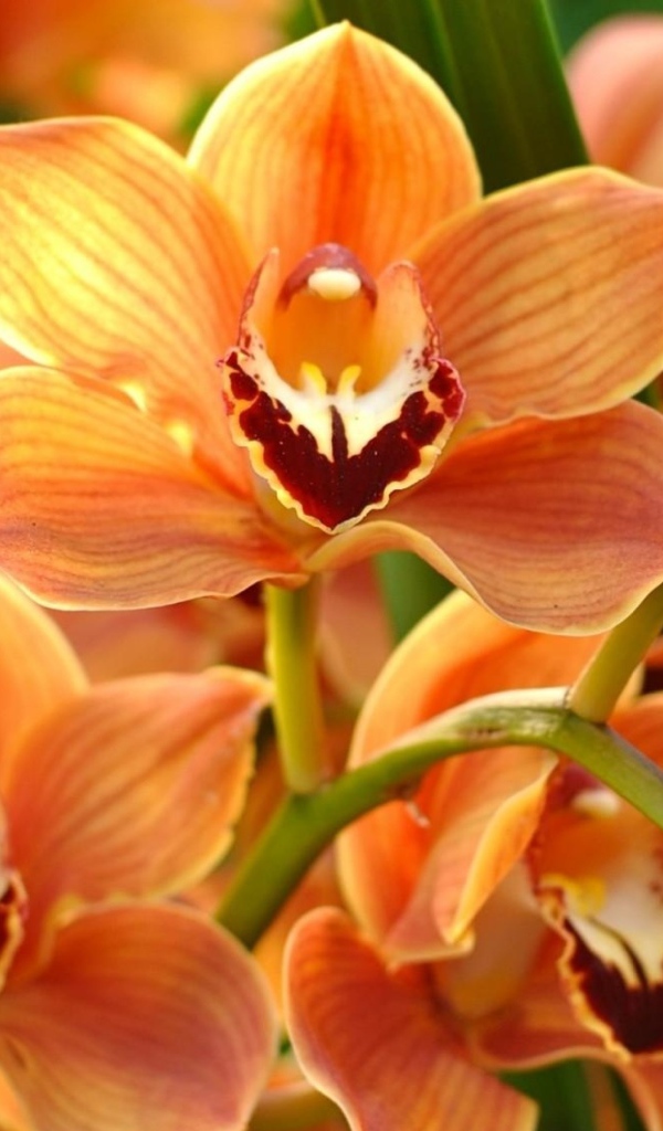 Ветка красивой экзотической оранжевой орхидеи