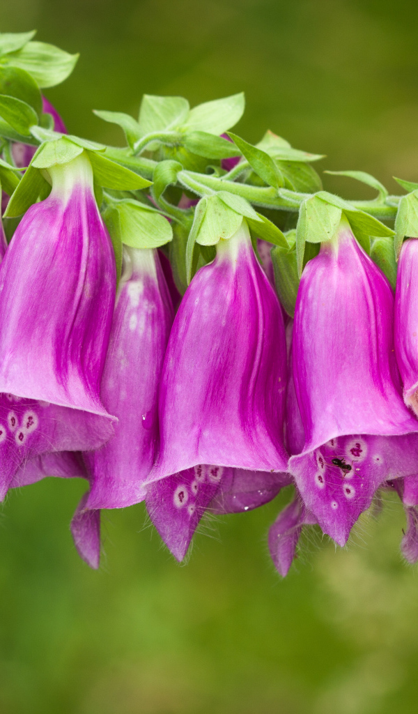 Веточка красивых фиолетовых цветов колокольчиков