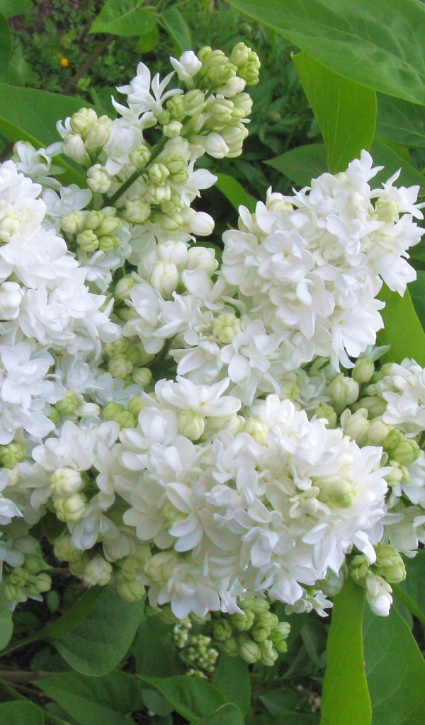 Ветка нежной сирени белого цвета