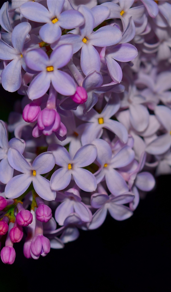 Ветка сиреневых цветов сирени крупным планом 