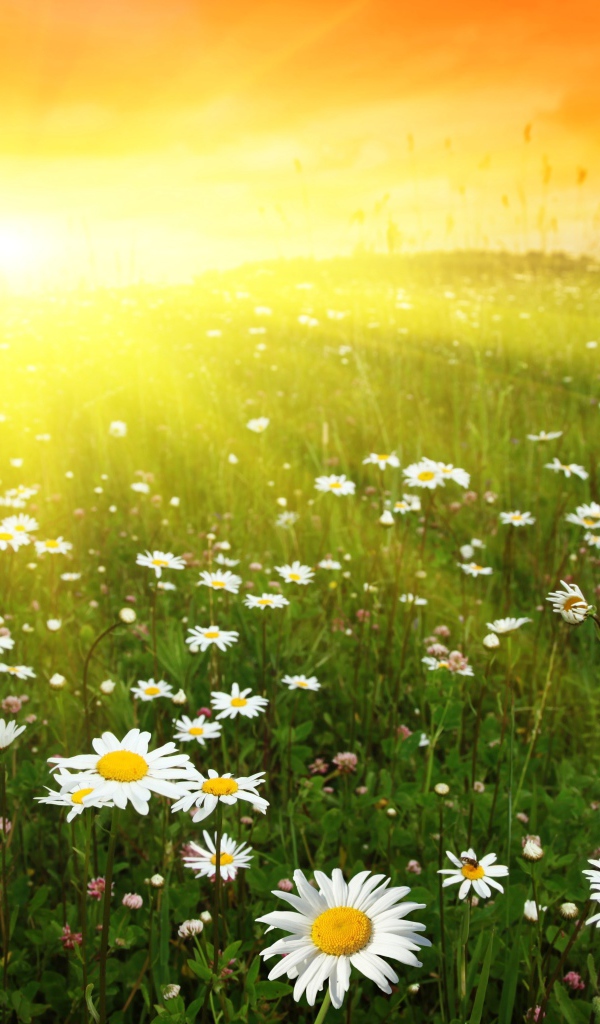 Ромашковое поле в лучах солнца на рассвете