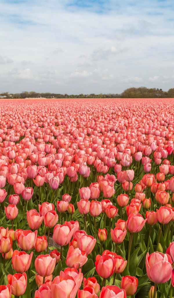 Поле красивых розовых тюльпанов под голубым небом