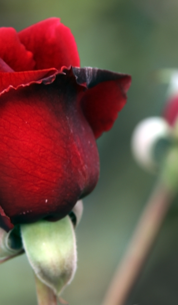 Цветок красной розы с бутоном крупным планом