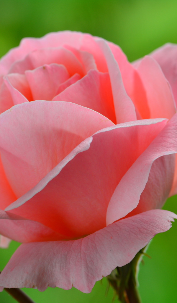 Нежная розовая роза 