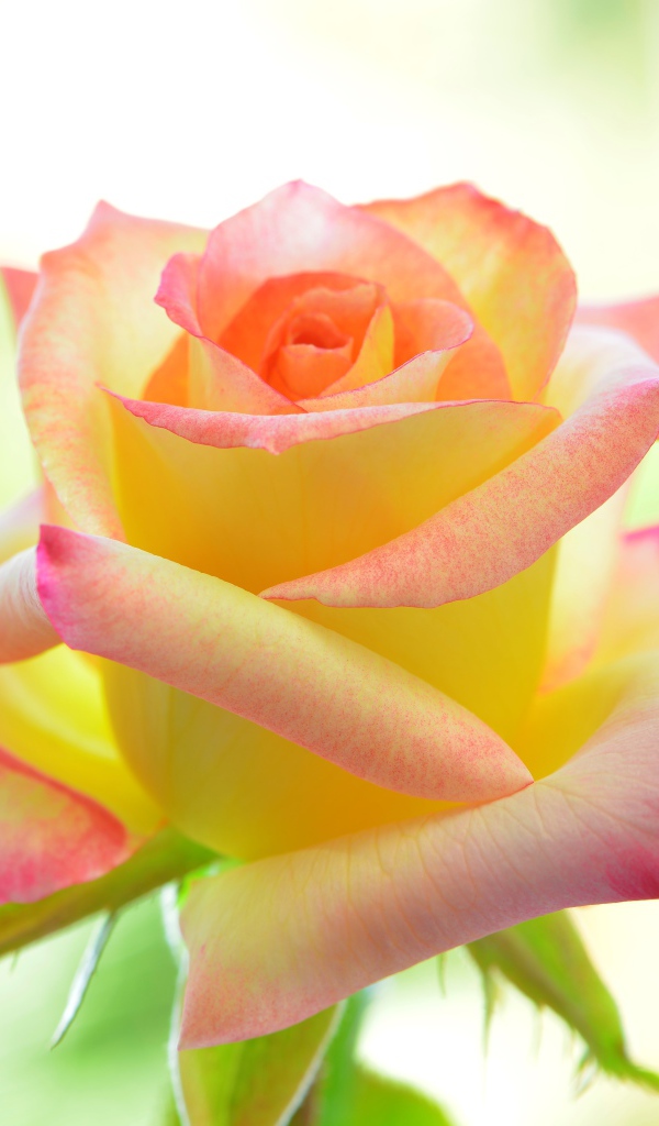 Нежная желтая роза с розовыми лепестками 
