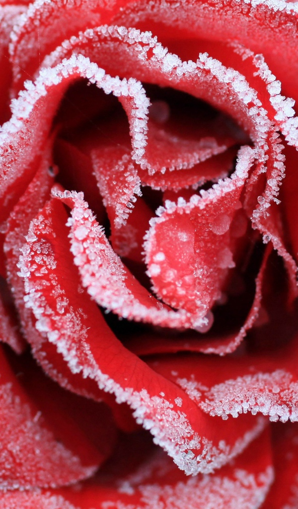 Большая красная роза покрыта инеем