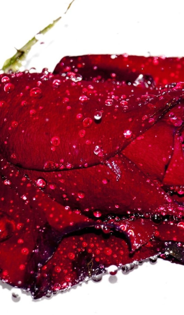 Бутон красной розы в каплях воды на белом фоне