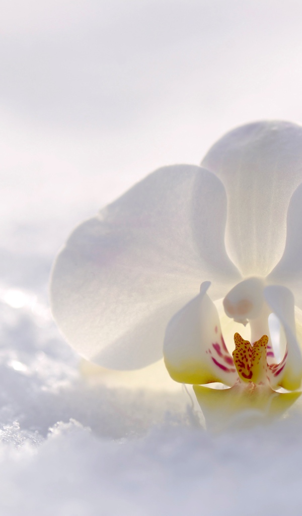Нежная белая орхидея лежит на снегу