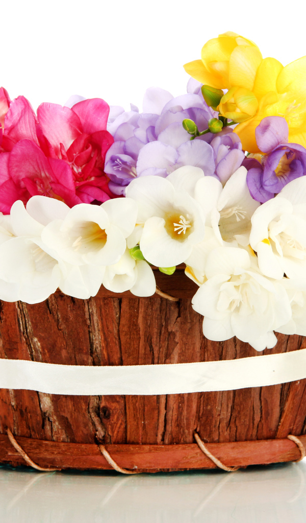 Корзина разноцветных цветов Фрезия на белом фоне