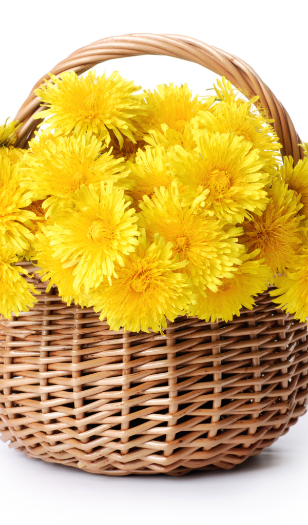 Корзина желтых одуванчиков на белом фоне