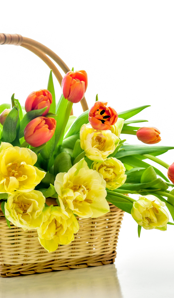 Корзина с желтыми и оранжевыми тюльпанами на белом фоне