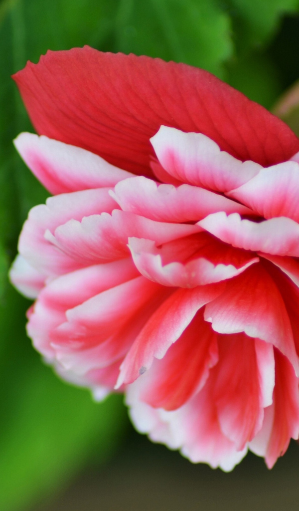 Красивый цветок бегония крупным планом