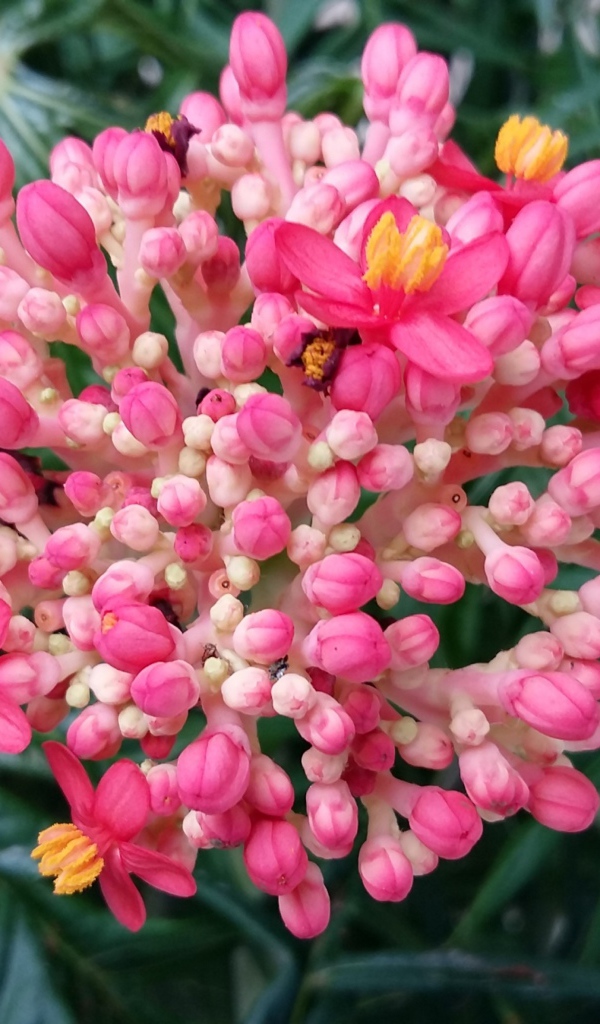 Красивый розовый цветок Ваточник 