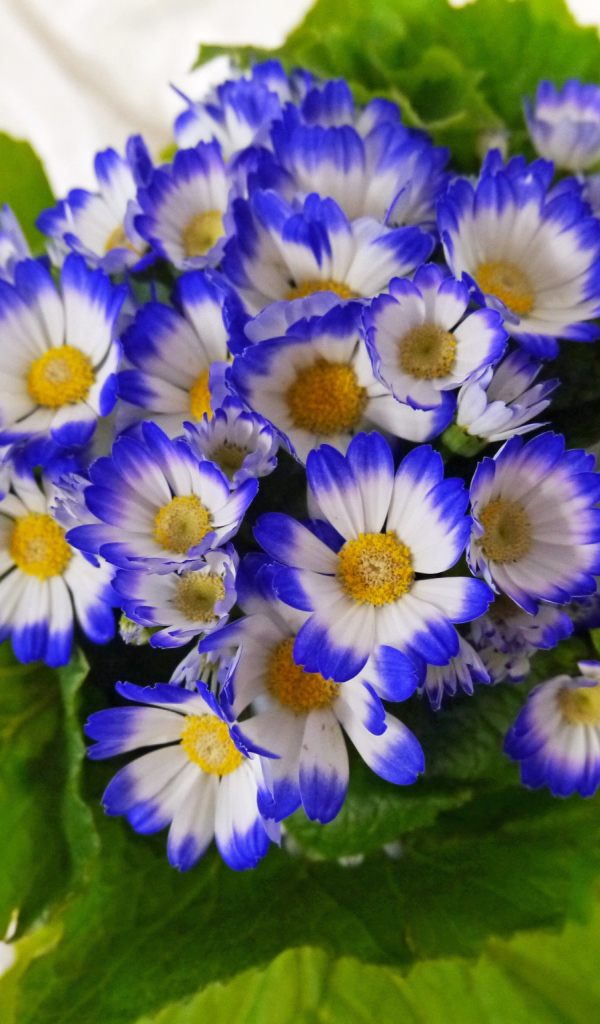 Красивые голубые с белым цветы цинерария 