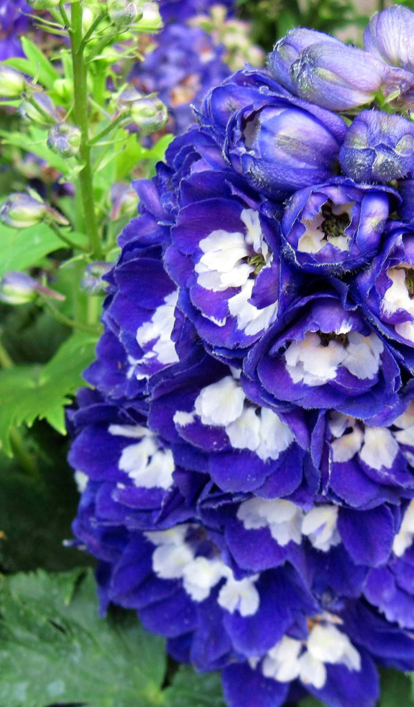 Красивый синий цветок дельфиниум крупным планом