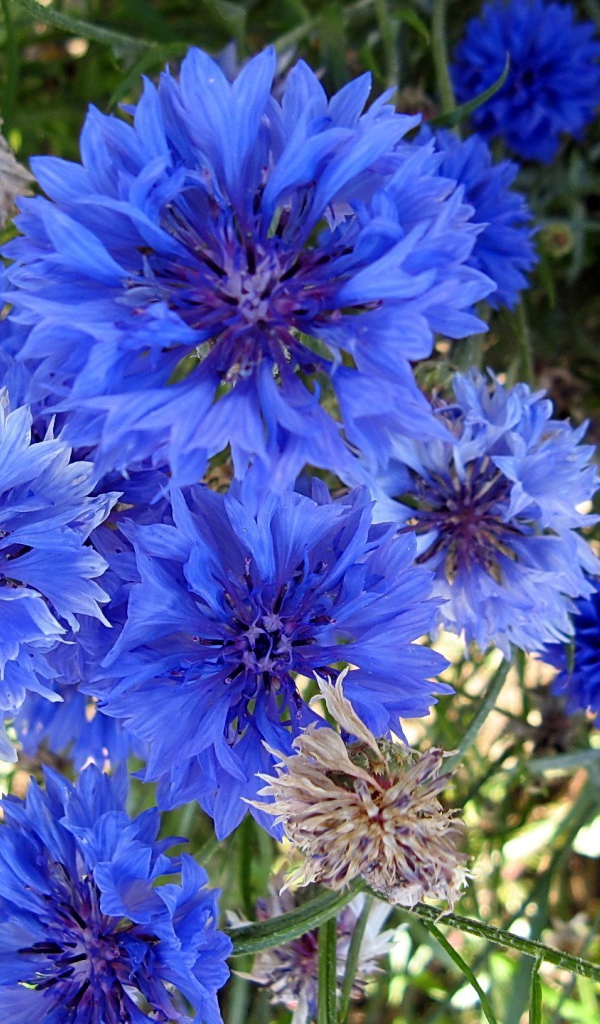 Красивые голубые цветы  васильки 